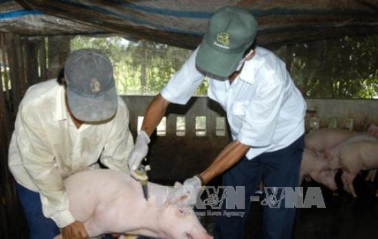 Hà Tĩnh bùng phát dịch tai xanh trên đàn lợn sau lũ